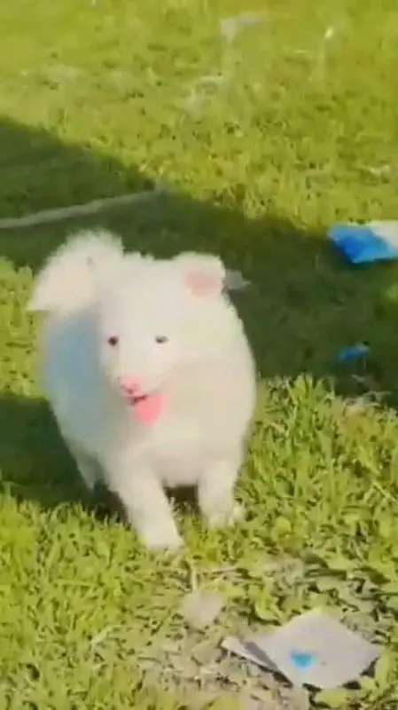 Russian Male aur female Russian puppies dog for sale — photo 7
