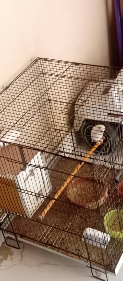 love bird albino pair and one blue male
