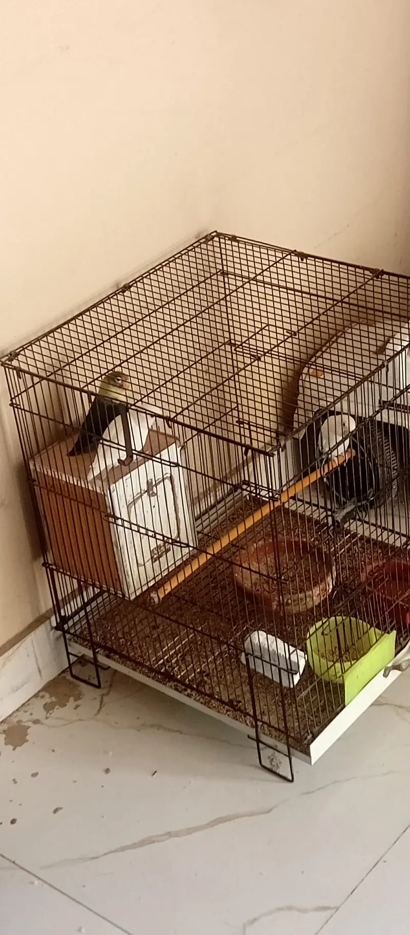 love bird albino pair and one blue male — photo 2