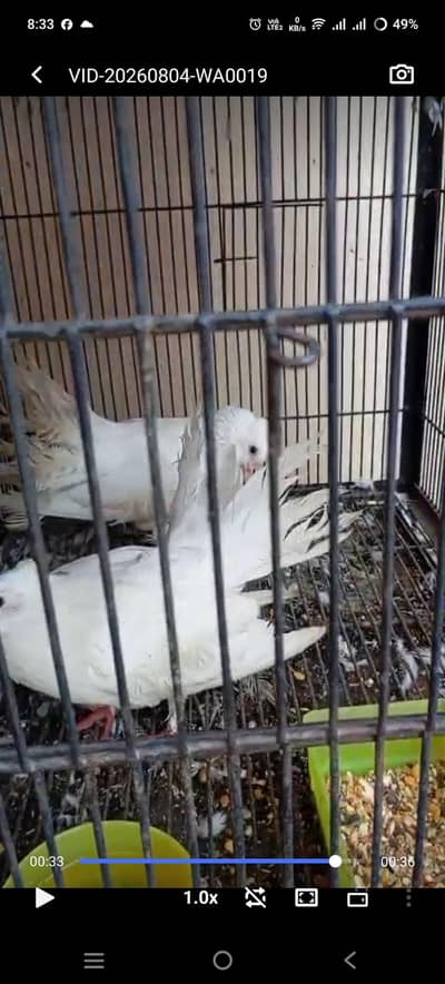Luckay  and king kabootar pair  available