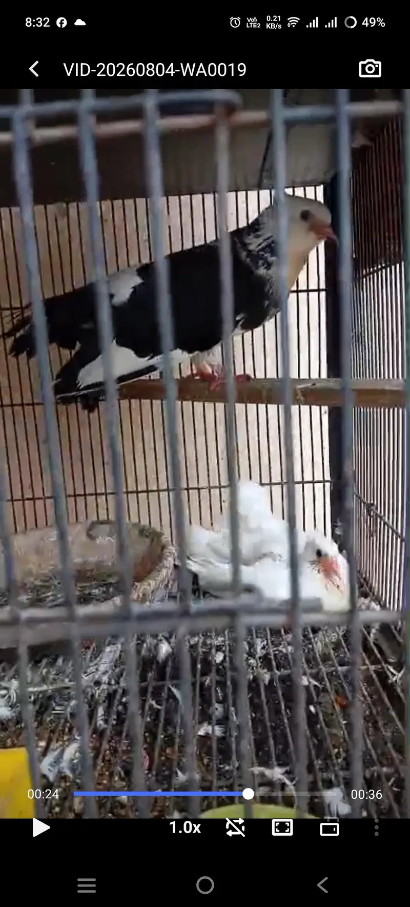 Luckay  and king kabootar pair  available — photo 2