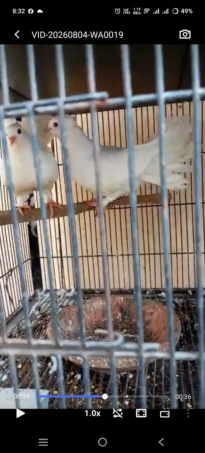 Luckay  and king kabootar pair  available — photo 3