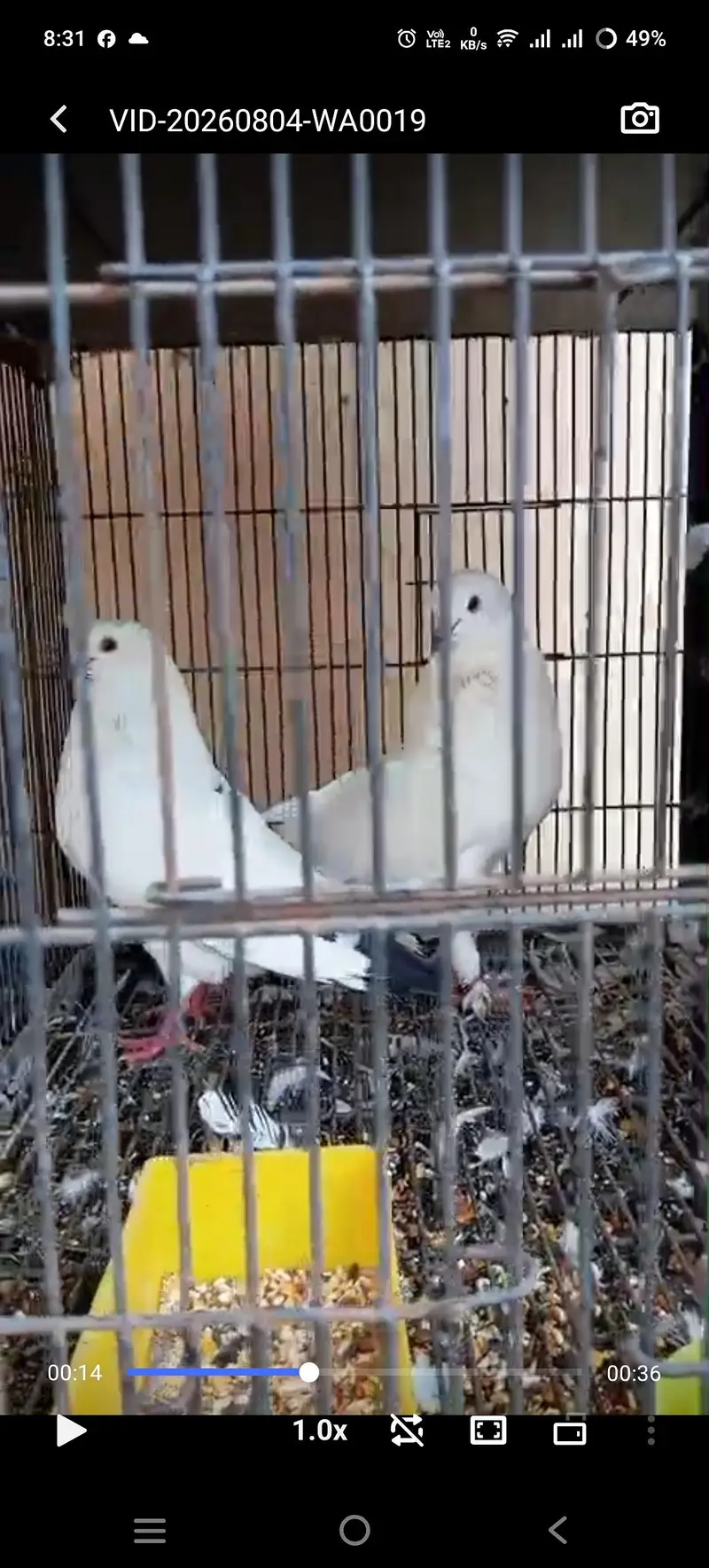 Luckay  and king kabootar pair  available — photo 4