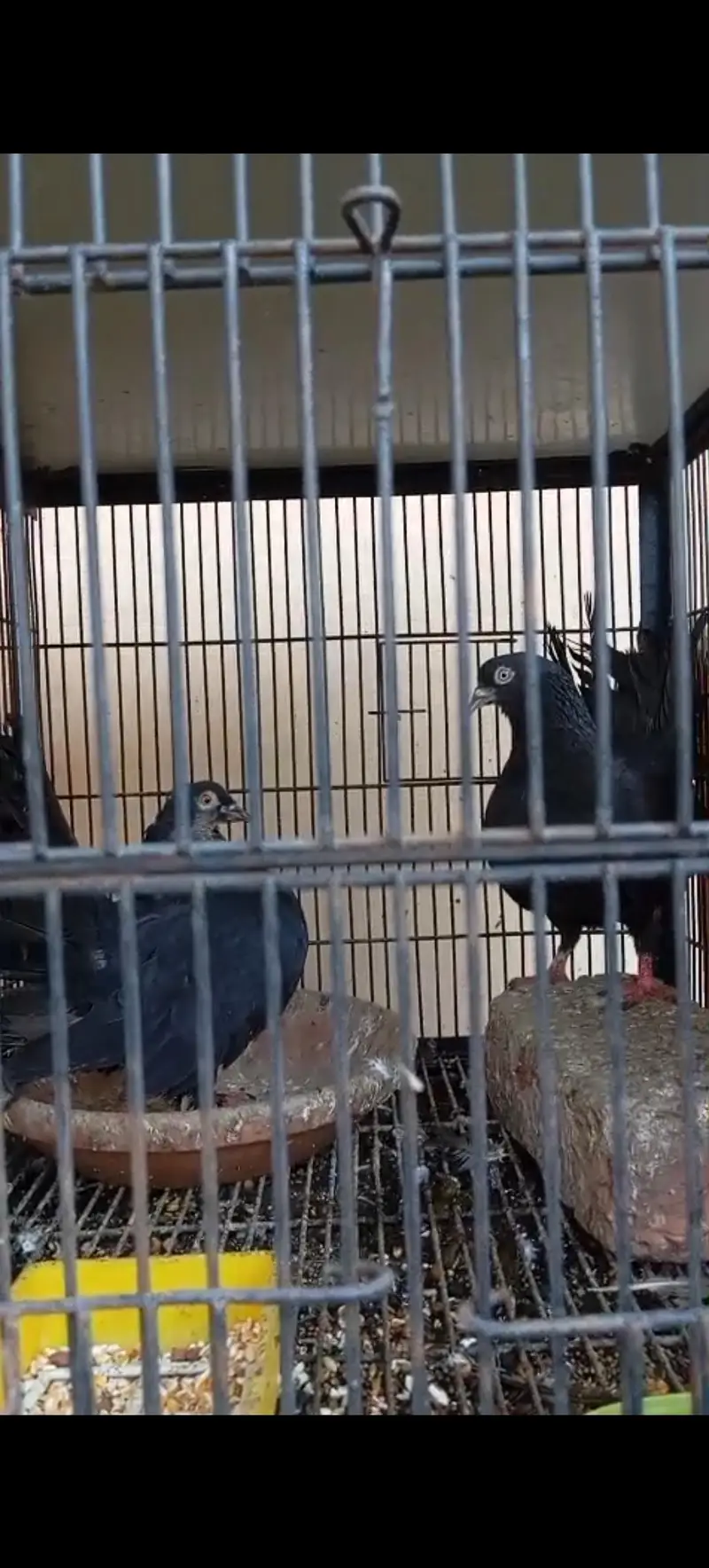 Luckay  and king kabootar pair  available — photo 5