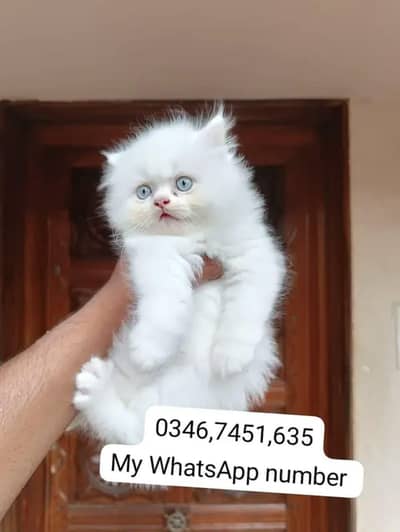 Persian kittens for sale