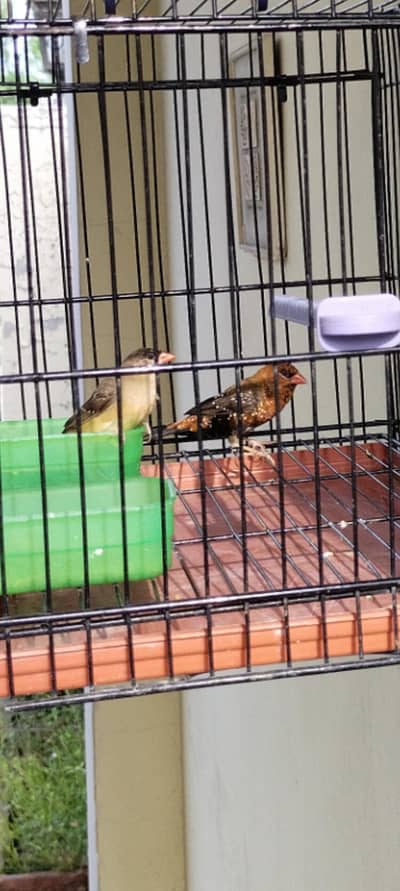 beautyfull pair of finch