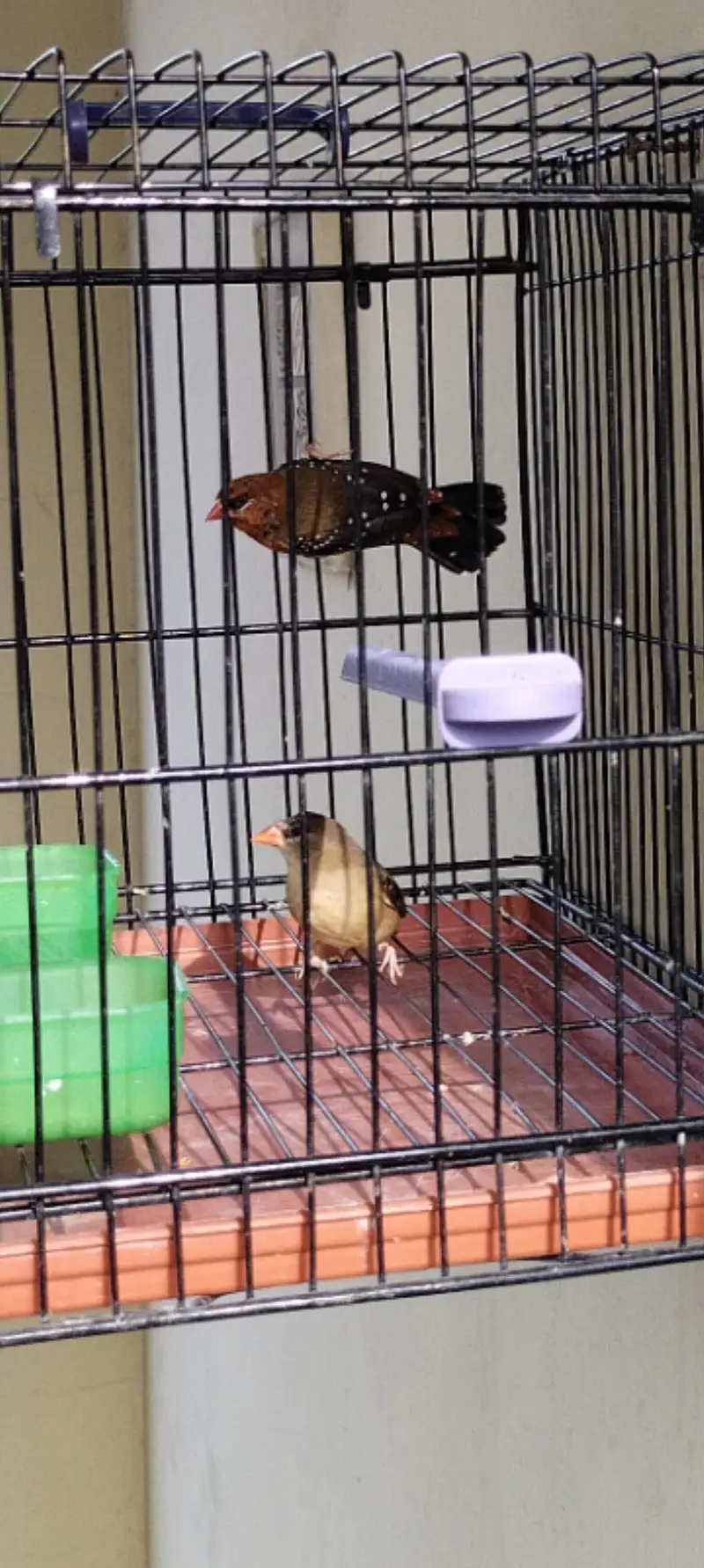 beautyfull pair of finch — photo 2