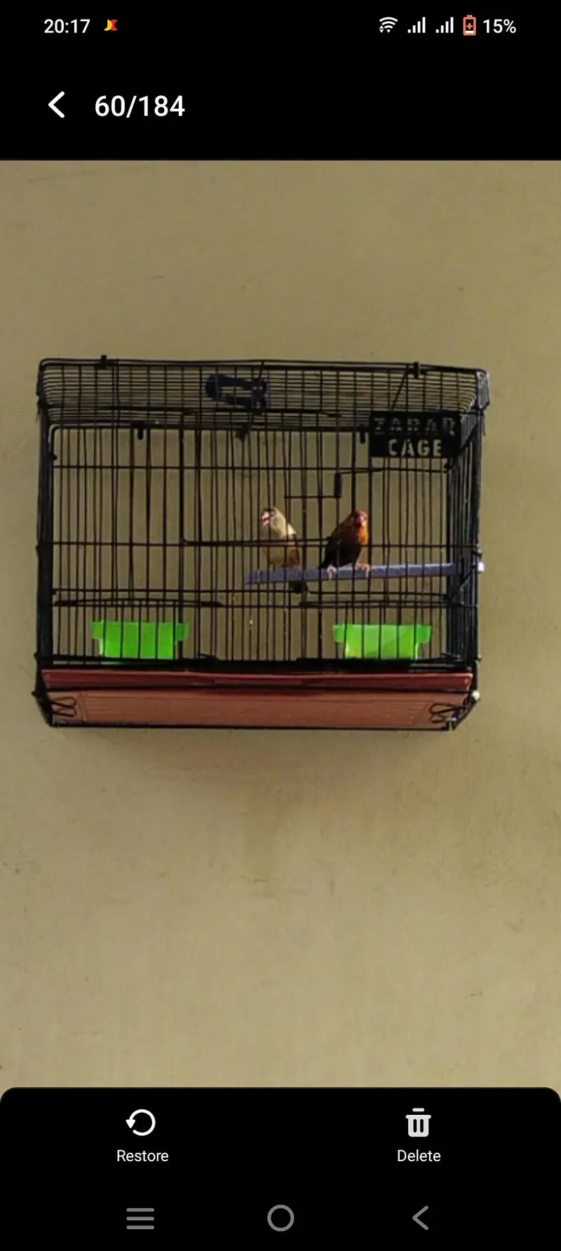 beautyfull pair of finch — photo 3