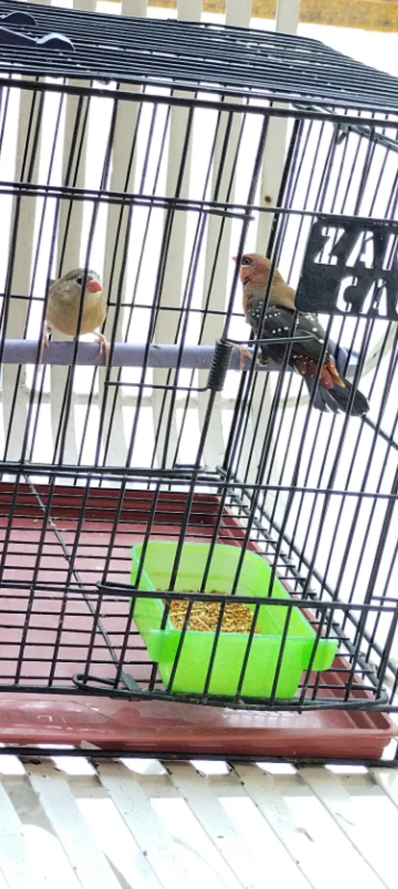 beautyfull pair of finch — photo 4