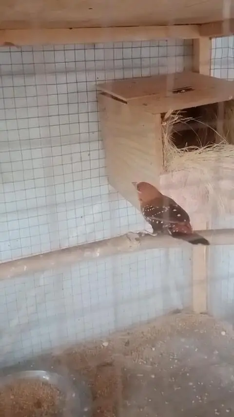 beautyfull pair of finch — photo 5