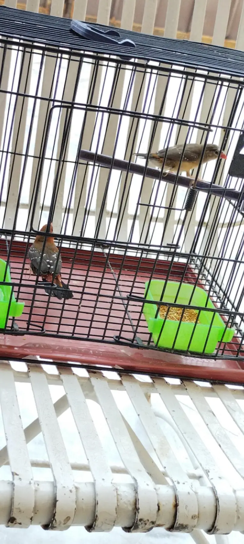 beautyfull pair of finch — photo 6