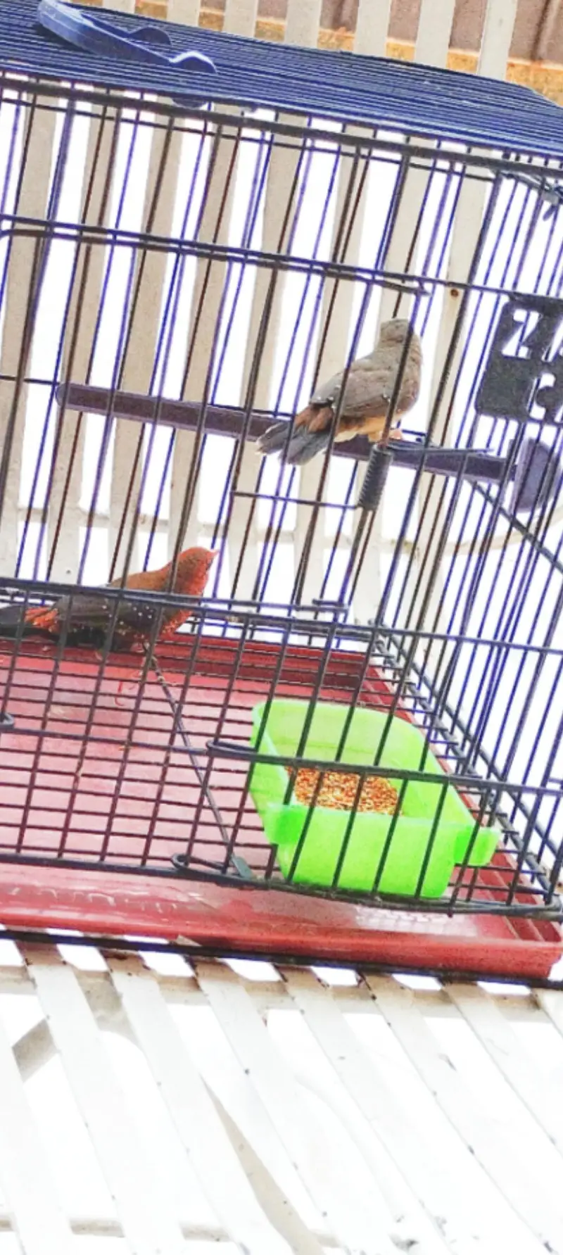 beautyfull pair of finch — photo 7