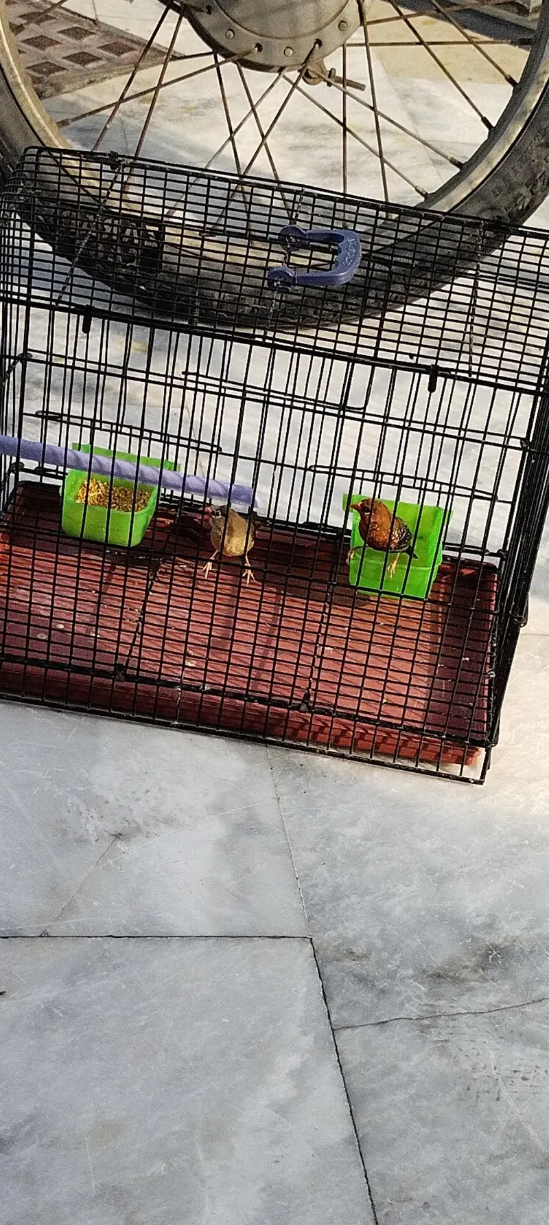 beautyfull pair of finch — photo 8
