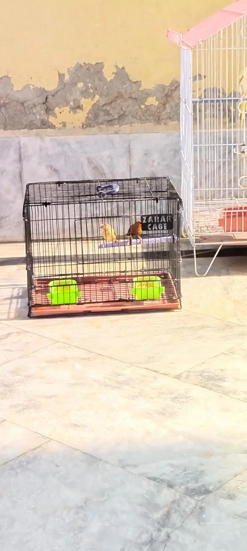 beautyfull pair of finch — photo 9