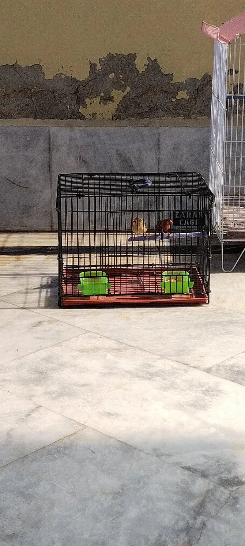 beautyfull pair of finch — photo 10
