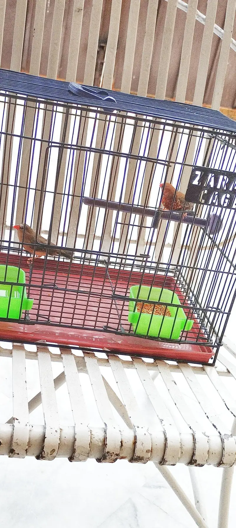beautyfull pair of finch — photo 11