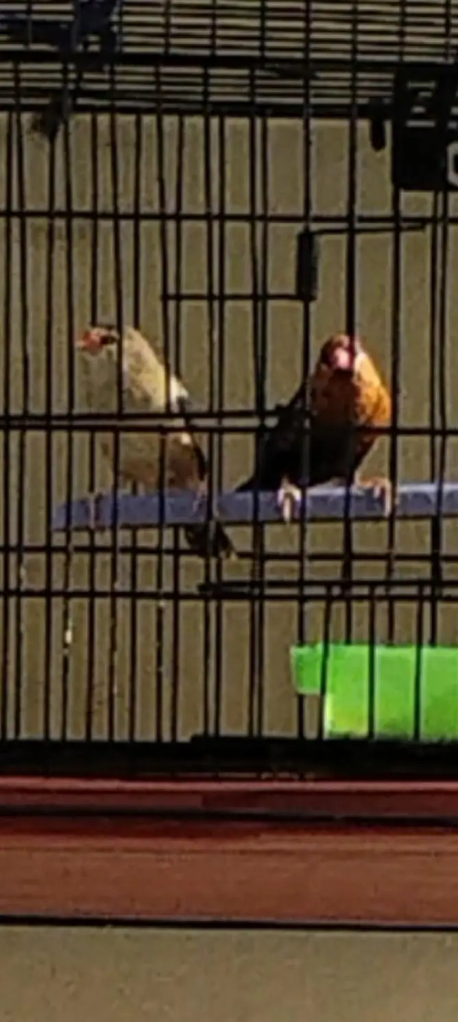 beautyfull pair of finch — photo 12
