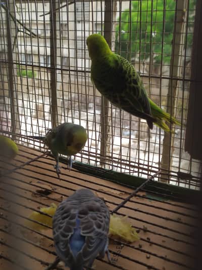 Budgies Austrailian Parrots For Sale