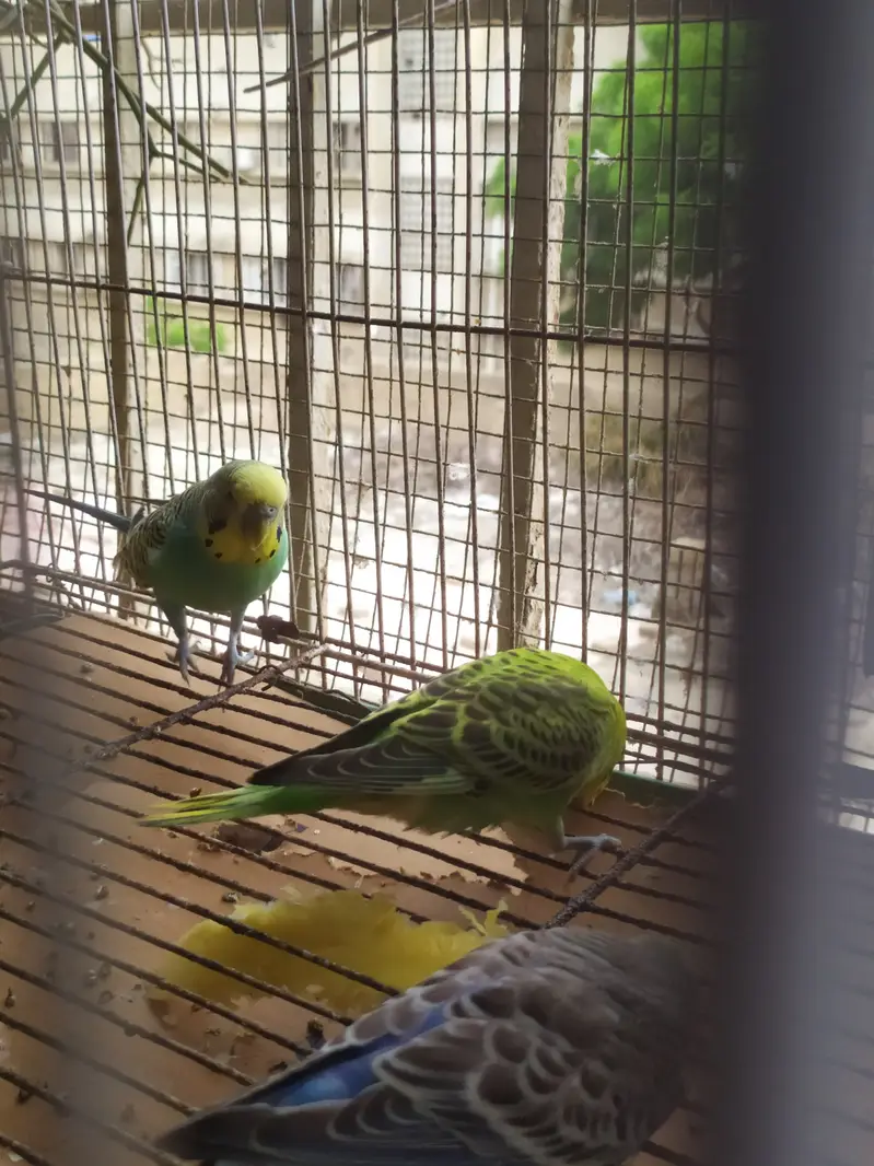 Budgies Austrailian Parrots For Sale — photo 2
