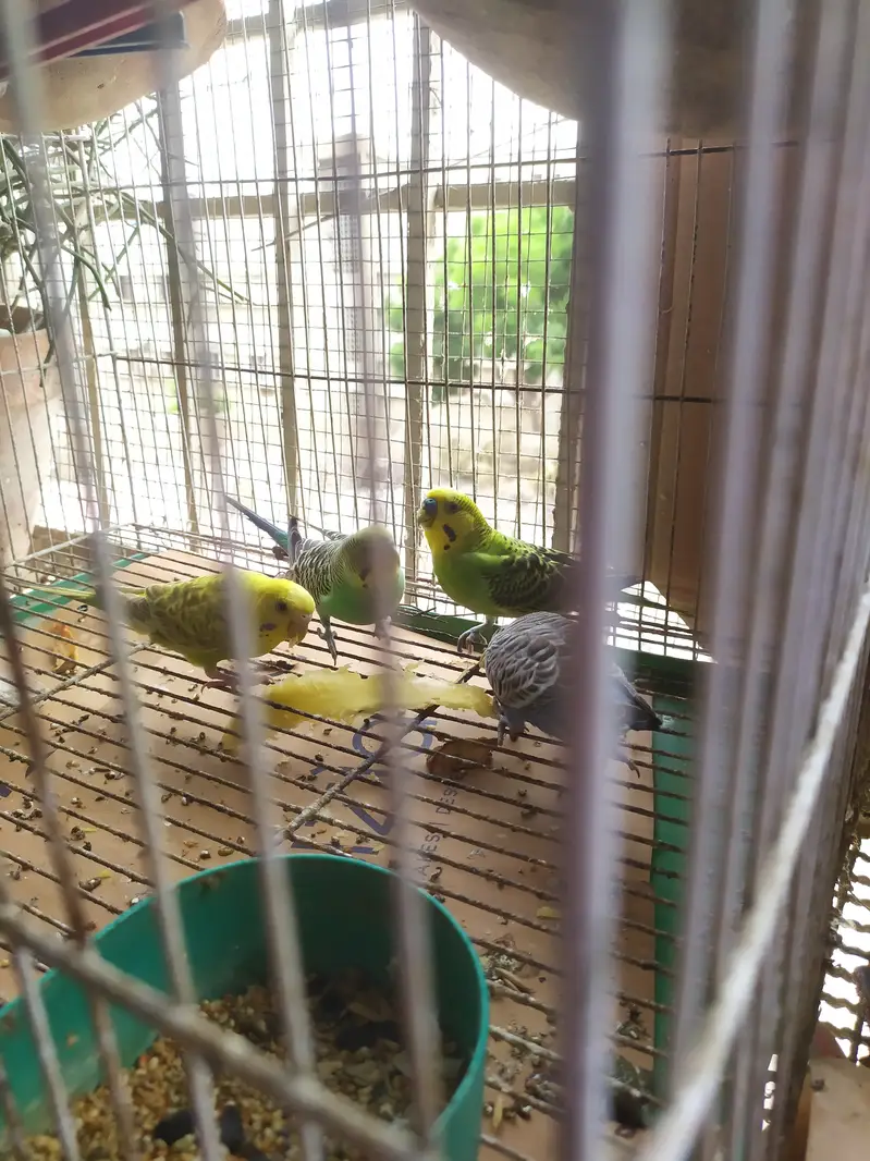 Budgies Austrailian Parrots For Sale — photo 3