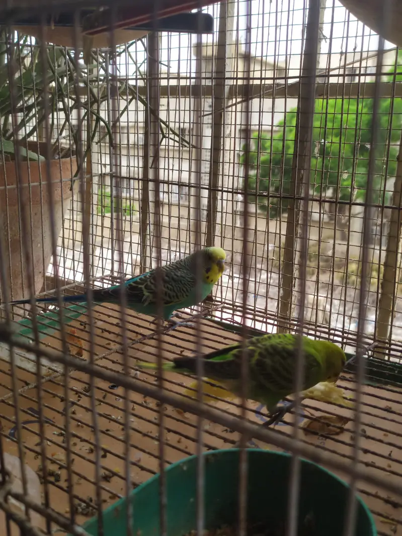 Budgies Austrailian Parrots For Sale — photo 4