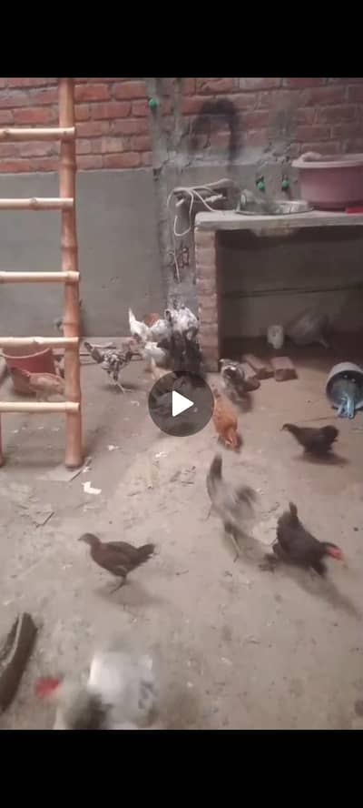 Golden Misri Hens