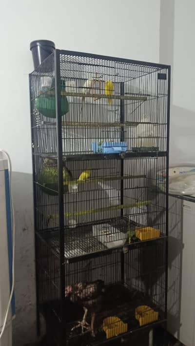 cage & austalyan parrot 2 male 2 female