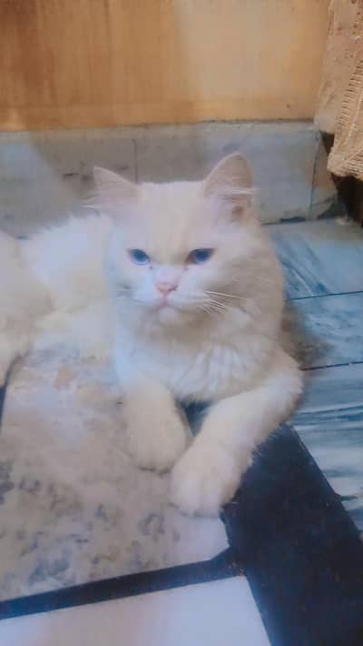 double coated eyes male female