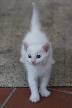 Adorable Pure Persian kitten Looking for a Loving Home  — photo 2