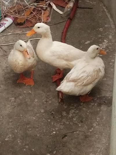 3 Duck 
