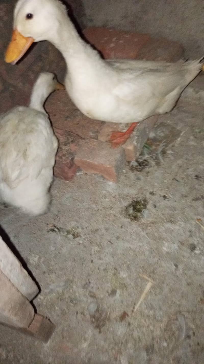 3 Duck  1