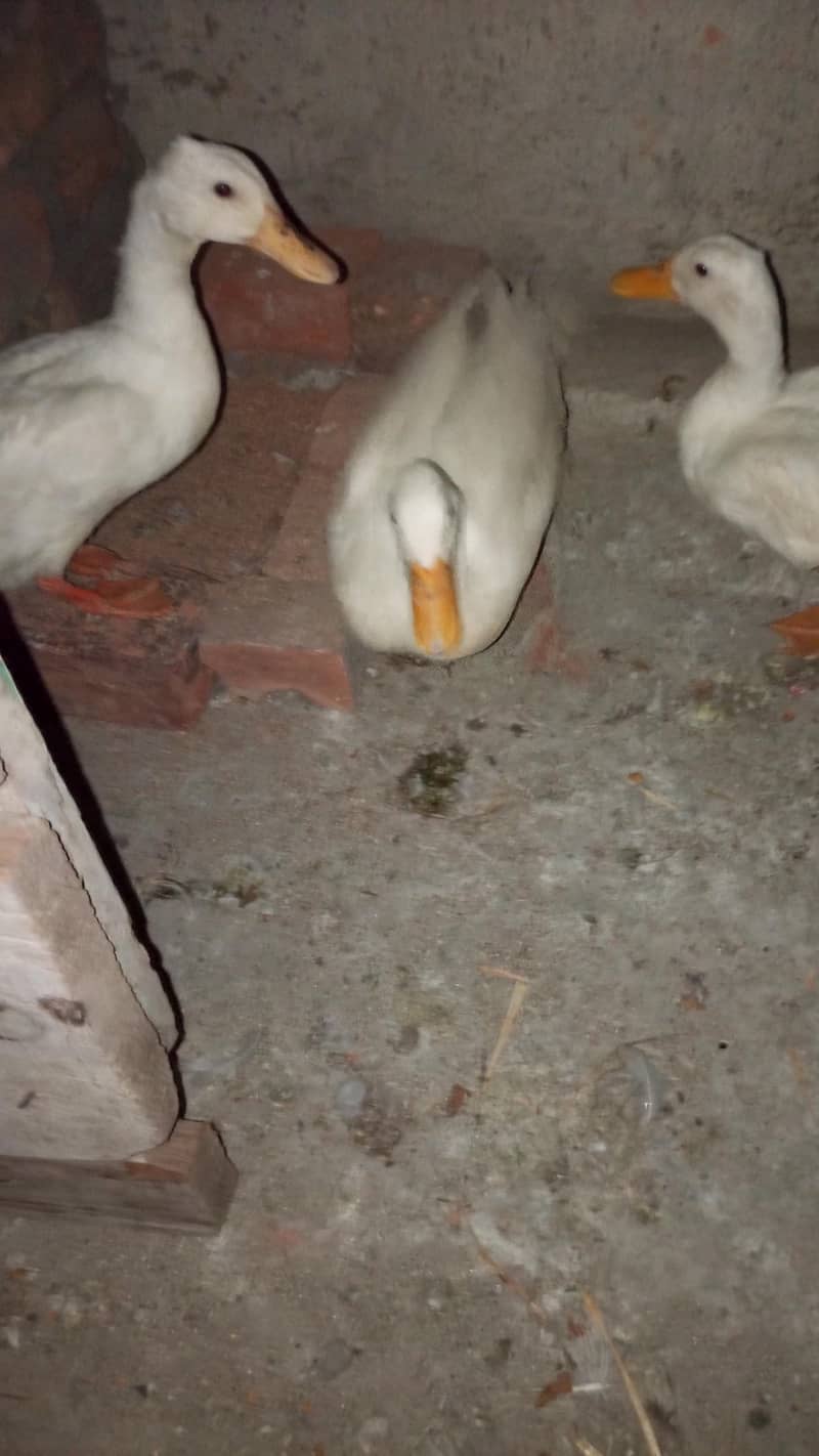 3 Duck  2