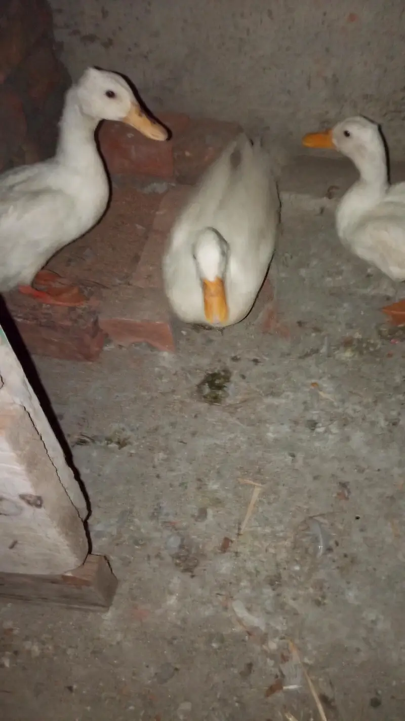 3 Duck  — photo 3