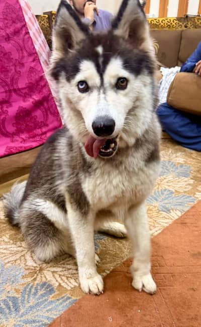 Siberian Husky Female Woolly Coat white "Bi-Eyed"