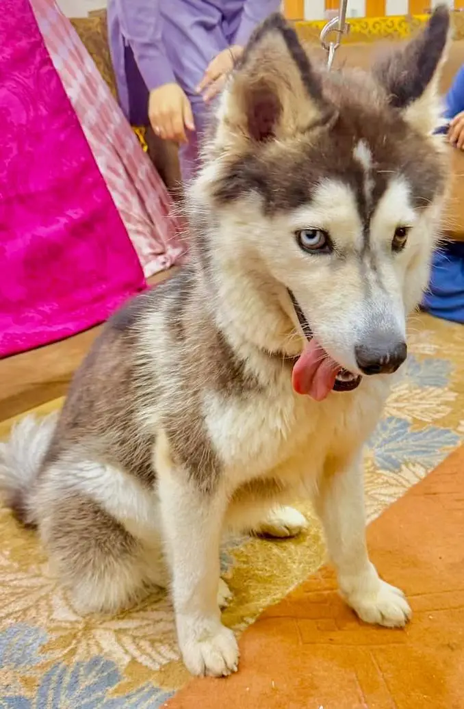 Siberian Husky Female Woolly Coat white "Bi-Eyed" — photo 2