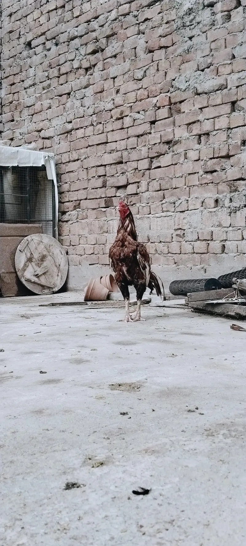 aseel morga — photo 2