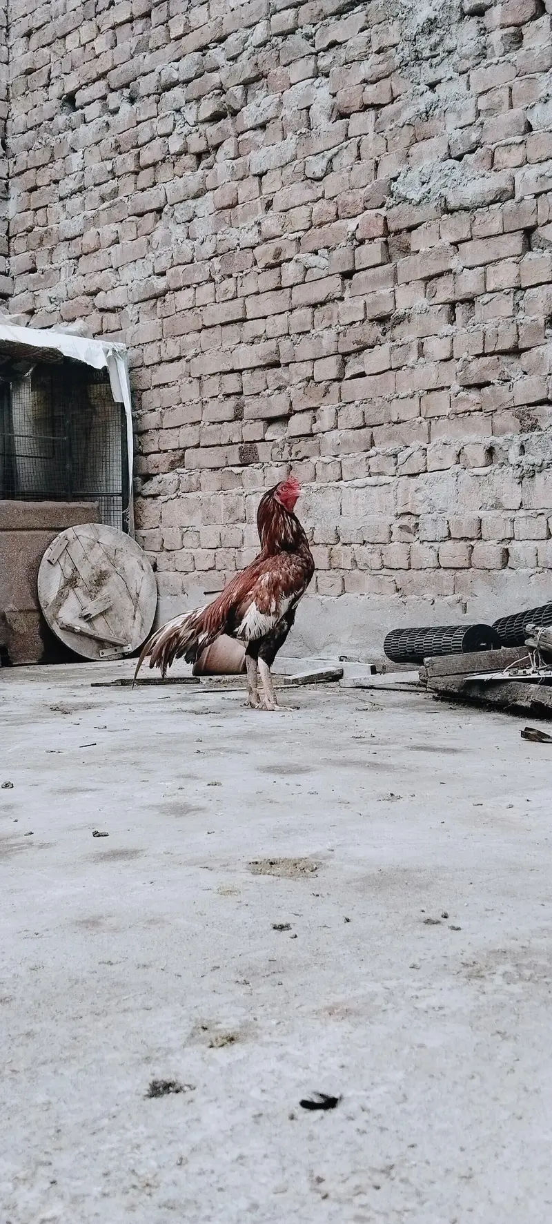 aseel morga — photo 3
