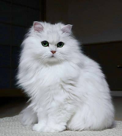 Persian cat