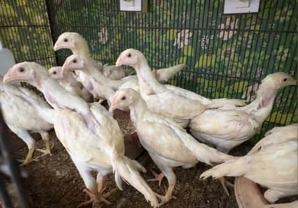 Pure White German Shamo | Shamo Murgha | Shamo Chick |Asil Shamo| مرغا