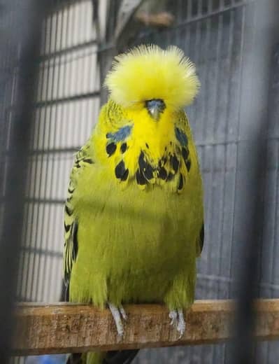 Exhibition Budgies, Budgies and Chicks for Sale
