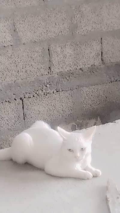 Cate sell