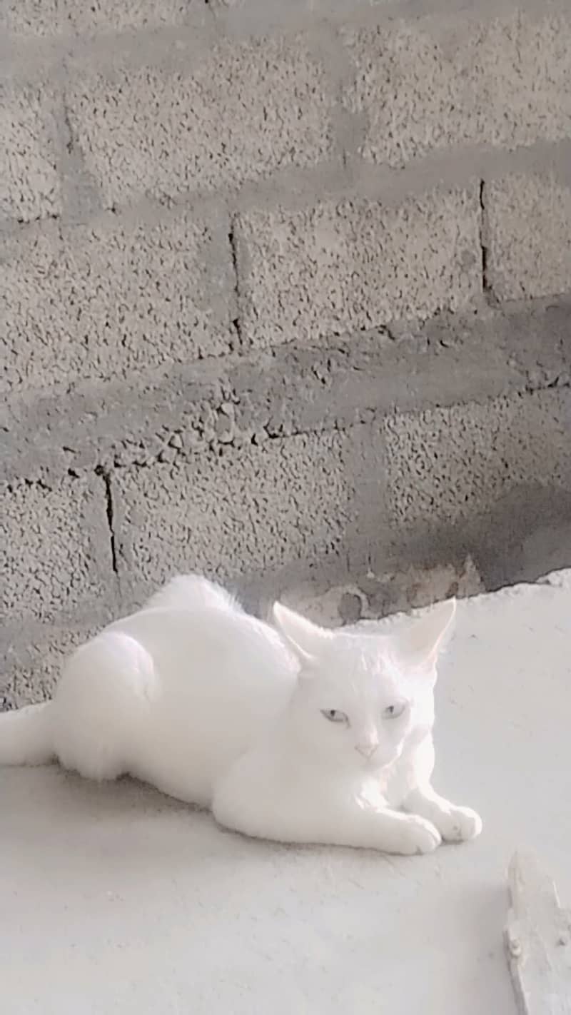 Cate sell 0