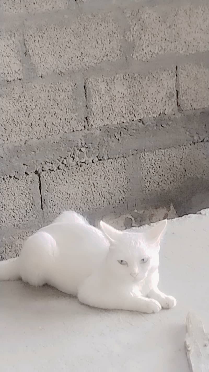 Cate sell 1