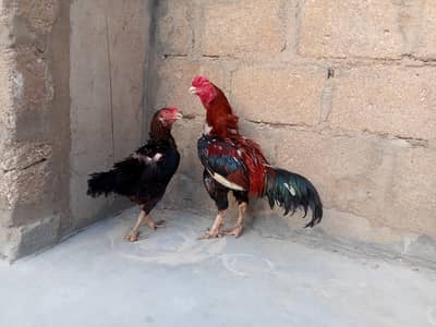 aseel mian wali pair