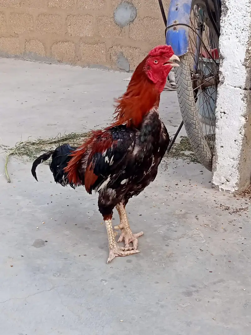 aseel mian wali pair — photo 2