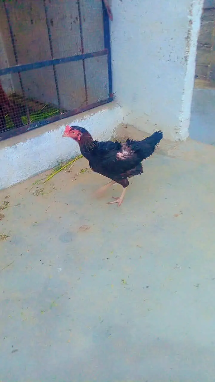 aseel mian wali pair — photo 3