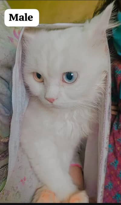 Persian cat for sale