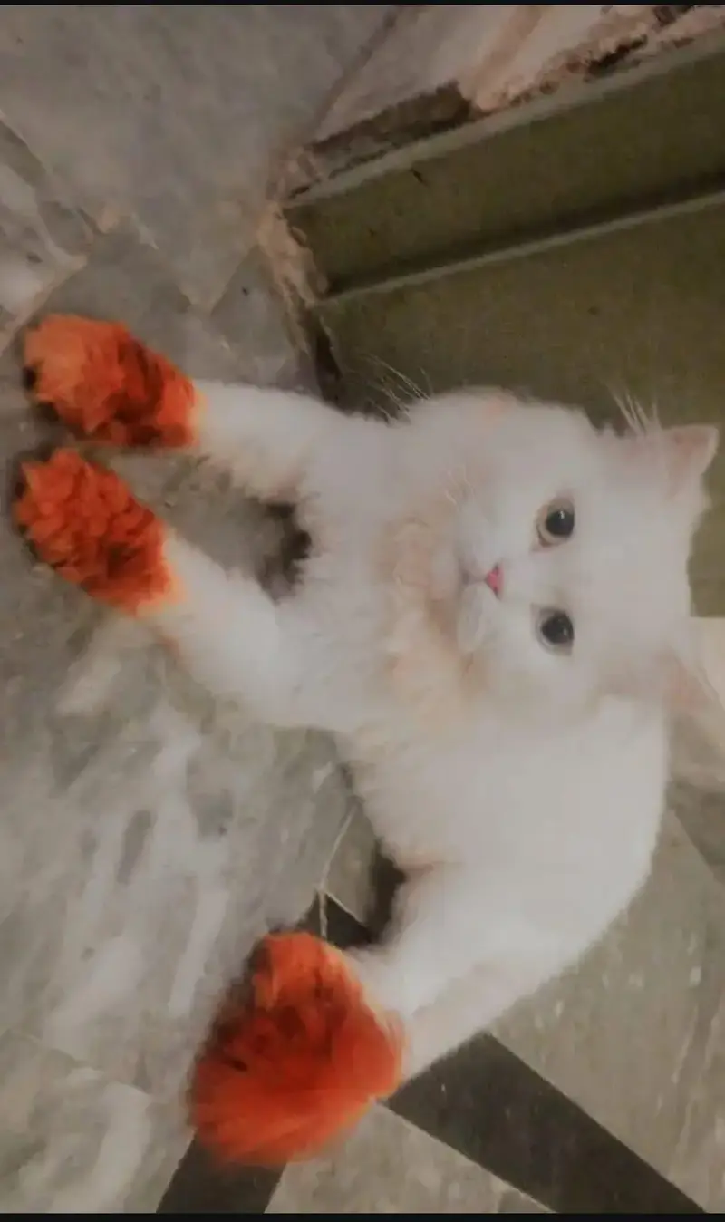 Persian cat for sale — photo 2