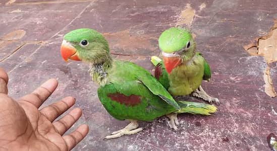 Kashmiri Raw Chicks Pair Male Female