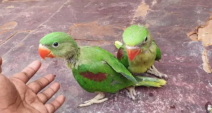 Kashmiri Raw Chicks Pair Male Female — photo 2